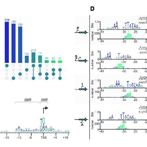 Transcription Start Site Tss Classification A Primary P