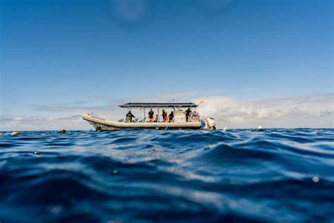 Kailua-Kona: Big Island Morning Snorkeling Tour with Lunch | GetYourGuide