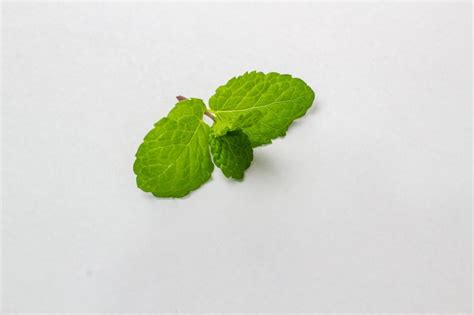 Hoja De Menta Fresca Aislada Sobre Fondo Blanco Foto Premium