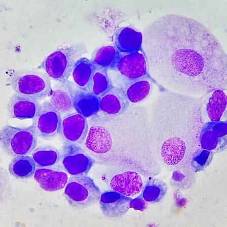 Цитология в ветеринарной клинике Мир животных Воронеж