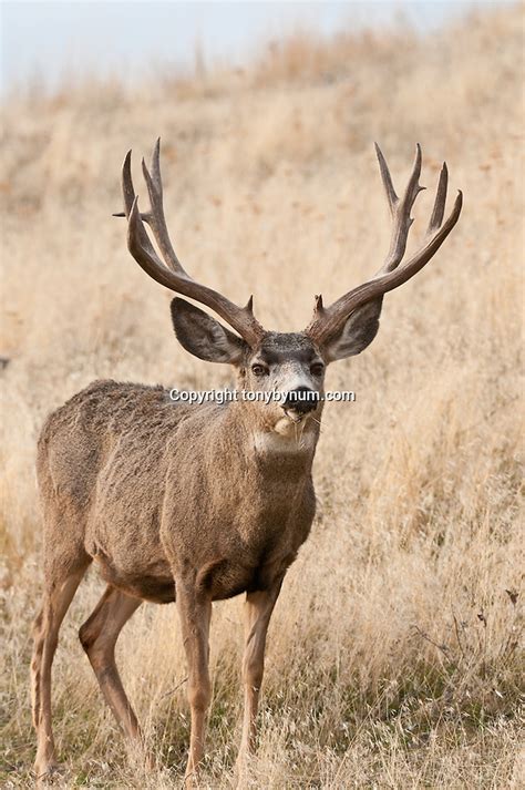 Mature Mule Deer Buck Face On Looking Into Camera Grass Open Country