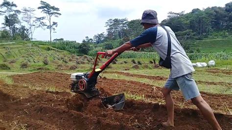 Proses Pengolahan Lahan Bekas Jagung Youtube