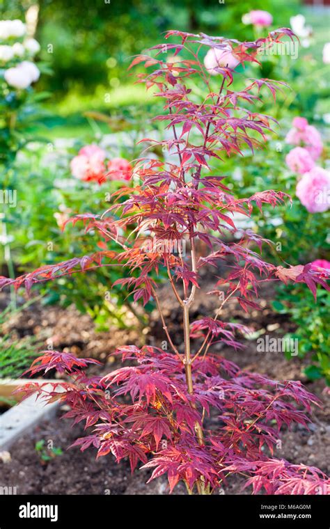 Atropurpureum Japanische Ahorn Japansk L Nn Acer Palmatum