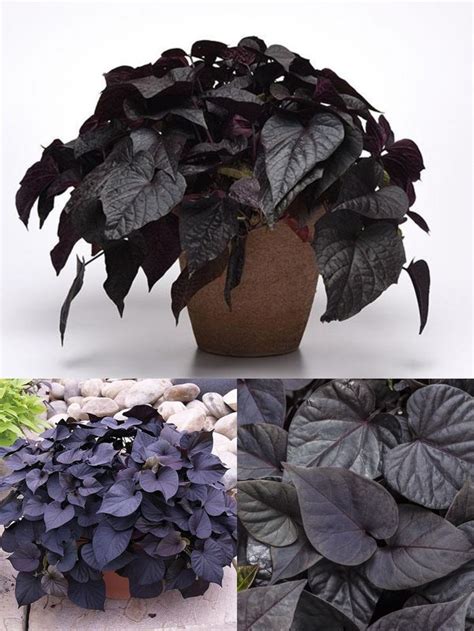 Ипомея Батат Свитхарт (Свит Каролин) (Ipomoea Batatas Sweet Black Heart ...