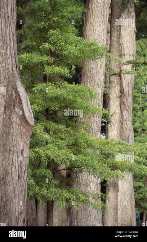 Swamp Cypress Or Bald Cypress Taxodium Distichum Cupressaceae