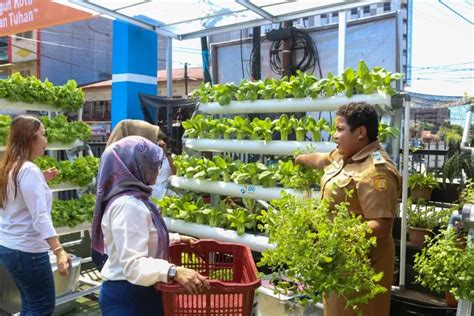 Kisah Brinita Di Jayapura Urban Farming Jadi Gaya Baru Bertani Di