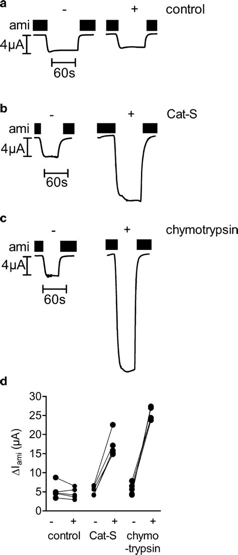 Cat S Stimulates Enac Currents In Xenopus Laevis Oocytes Expressing