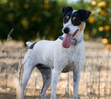 Happy Fox Terrier Smooth Dog Photo And Wallpaper Beautiful Happy Fox