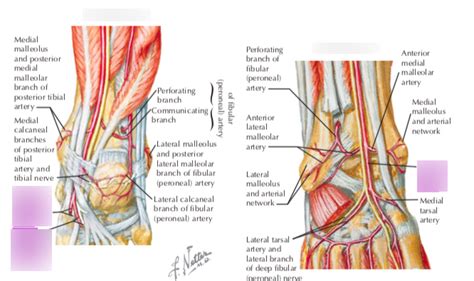 Foot/Ankle Arteries Diagram | Quizlet