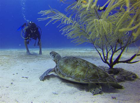 Free Images : meeting, underwater, sea turtle, reptile, fauna, coral