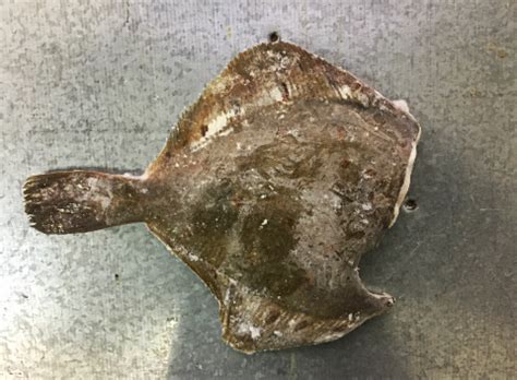 Камбала - купить камбалу в Москве с доставкой в интернет-магазине