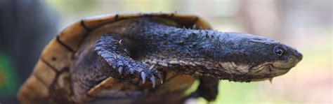 Australian Reptile Park Saw Shelled Turtle