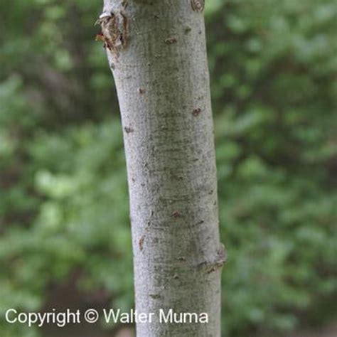 Pussy Willow Gallon Ferguson Tree Nursery