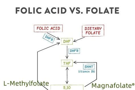What Are Folic Acid, Folate, Methylfolate, And MTHFR, And, 60% OFF