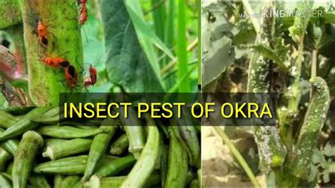 Insect Pest Of Okra YouTube