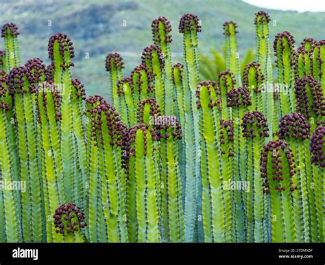 Canary Island Cardon Euphorbia Canariensis The Cardon Is A Shrub