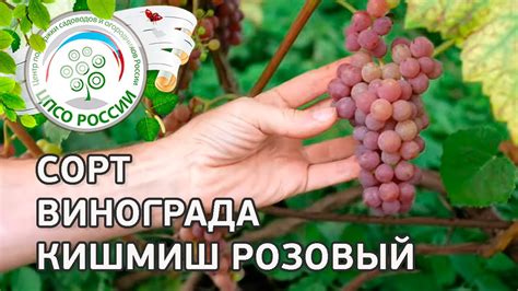 Сорт винограда Кишмиш Розовый. 🍇 Описание сорта винограда Кишмиш ...
