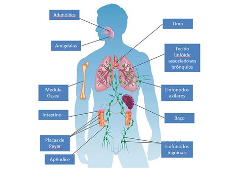 Sistema Imunologico - Sistema Imunológico, COVID 19 e Vitamina D - Lubes em Foco