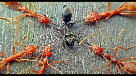 Red Ants Vs Black Ants Fight Battle Of The Ants Youtube