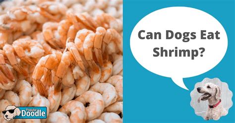 dogs eat shrimp  shrimp bad  dogs
