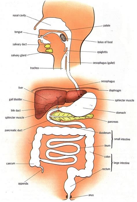 Human Alimentary Canal Diagram Class 10 CBSE Class Notes Online