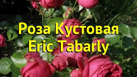 Роза Таберли Фото — Картинки фотографии