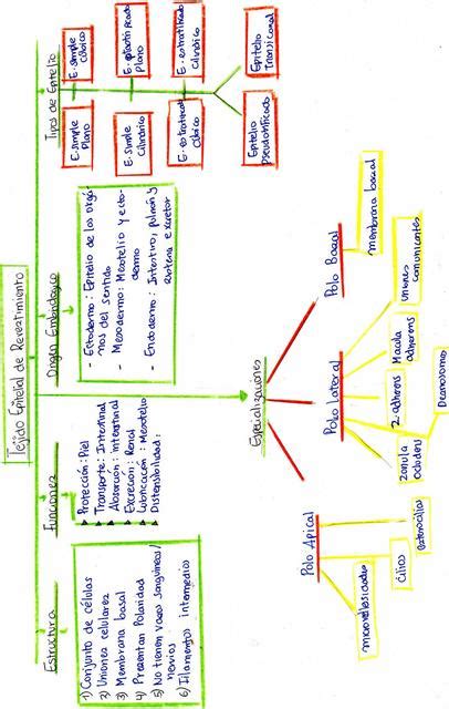 Tejido Epitelial Mapa Conceptual