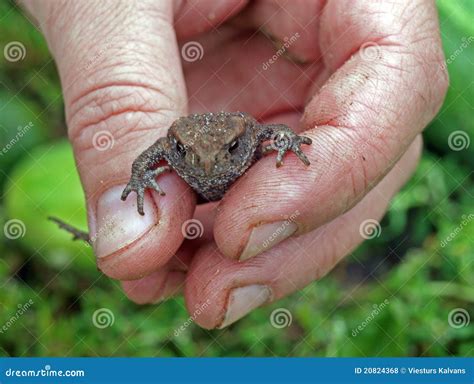 baby toad stock photo image  small nature amphibian
