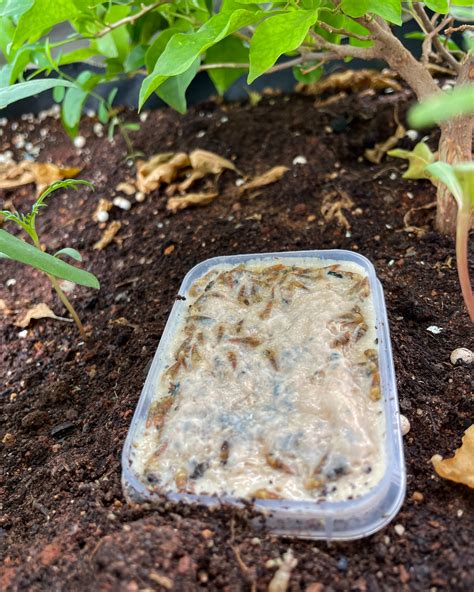 Slugs and snails love beer, but... - Gardening Know How | Facebook