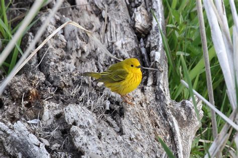 Yellow Warbler Setophaga Petechia