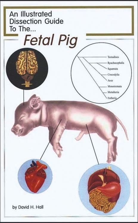 Fetal Pig Dissection Guide