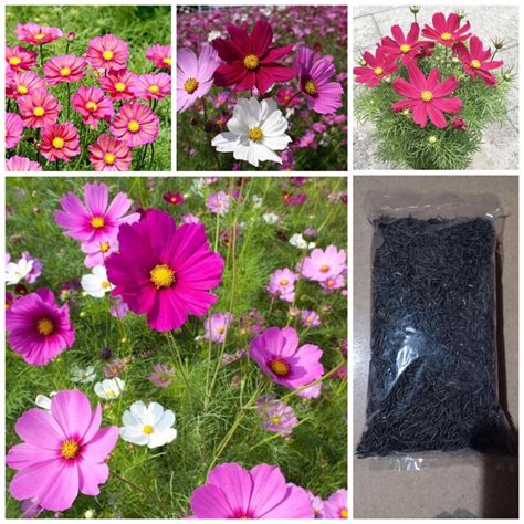 Giá Sỉ 1 LẠng HẠt GiỐng Hoa Sao NhÁicÚc ChuỒn ChuỒn Hoa Cosmos