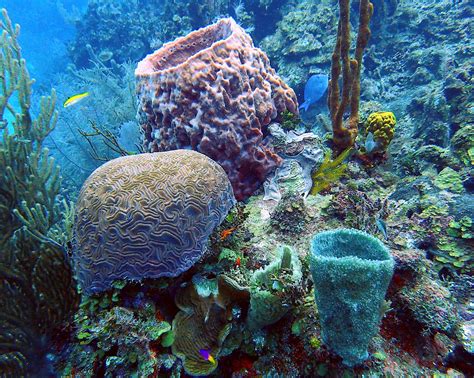 Sponges Are Most Accurately Described As 2