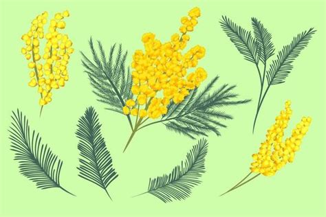 Australian Wattle Vector Art Icons And Graphics For Free Download