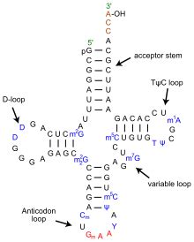 Transfer RNA - Wikipedia 