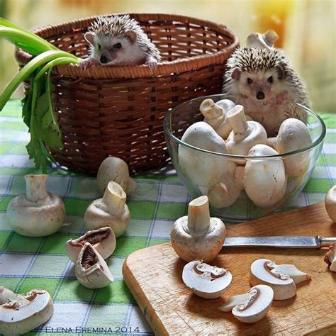 Ежики, которые сделают ваш день!: prophotos_ru — LiveJournal