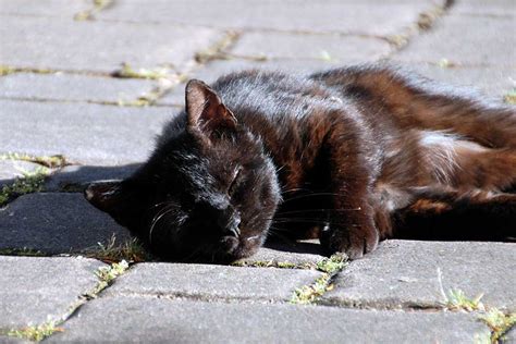 Kater | KatzenparadeKater