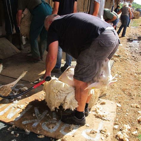 Une Journée Autour Du Mouton à La Filature