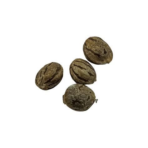 Black Domina Strain Cannabis Seed Royal King Seeds Feminized
