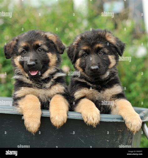 Two German Shepherd Dog Puppies Stock Photo Alamy