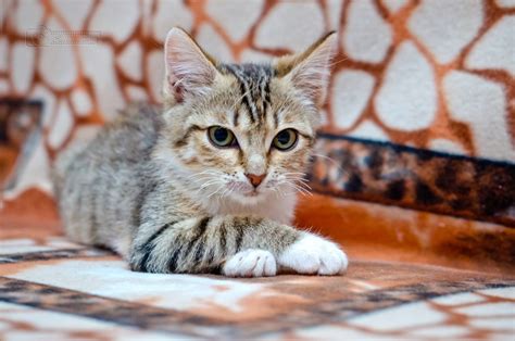 Проф Котэ Массаж =) — DRIVE2