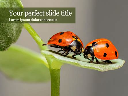 insects communication  template  powerpoint google