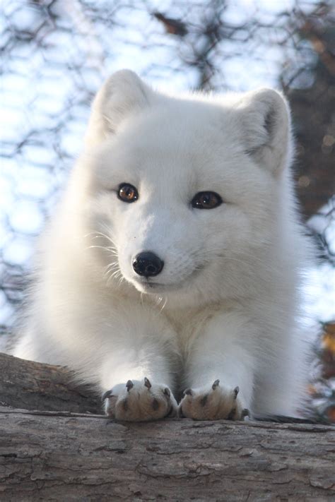 Arctic Fox Cubs
