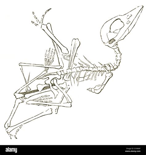 Illustration of a pterodactyl fossil (Pterodactylus brevirostris), from ...