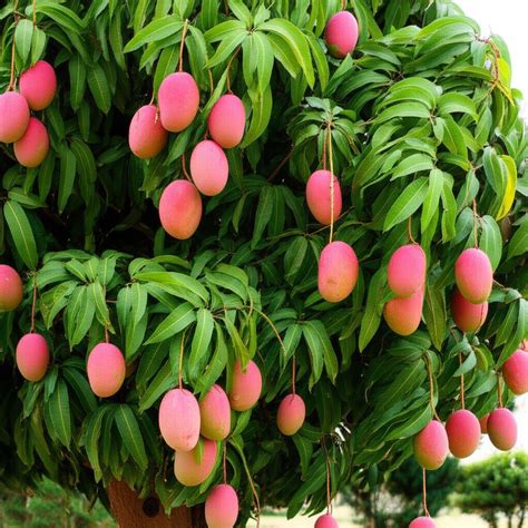 Manga Rosa Tem Fiapo - Manga Rosa: Aroma Intenso e Tradição Nordestina - Viveiro das Árvores