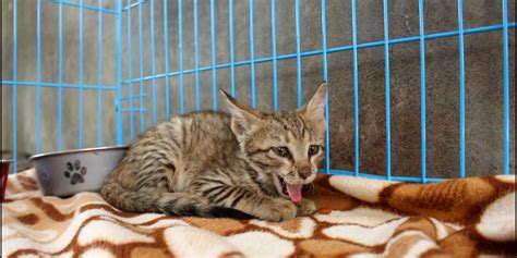 Tiny Injured Street Kitten Gets Her Second Chance Videos The Dodo