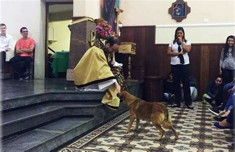 Por Que O Cachorro Entrou Na Igreja - Padre abençoa cão que entrou na igreja durante missa: viral - Só ...