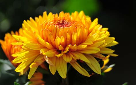 Chrysanthemum