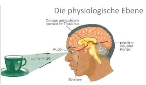 Sinnes Und Neurophysiologie Der Visuellen Wahrnehmung Karteikarten