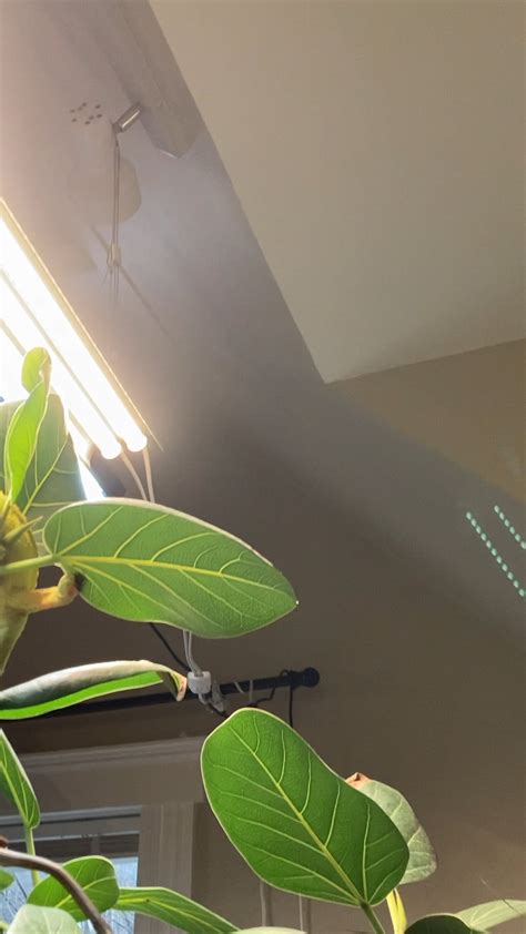 How the hell do chameleons survive in the wild? I hear scrambling from